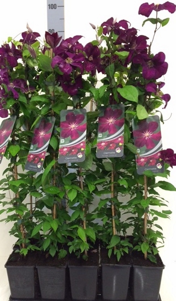 Bosrank (Clematis 'Rouge Cardinal')
