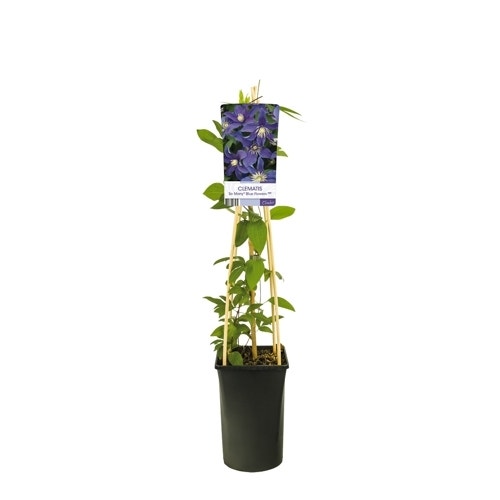 Bosrank (Clematis So Many 'Blue Flowers')