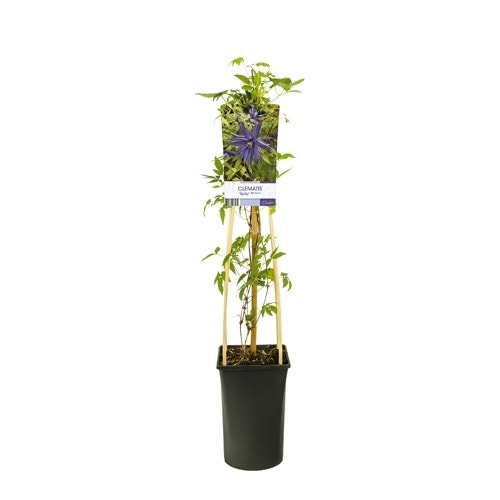 Bosrank (Clematis 'Spiky')