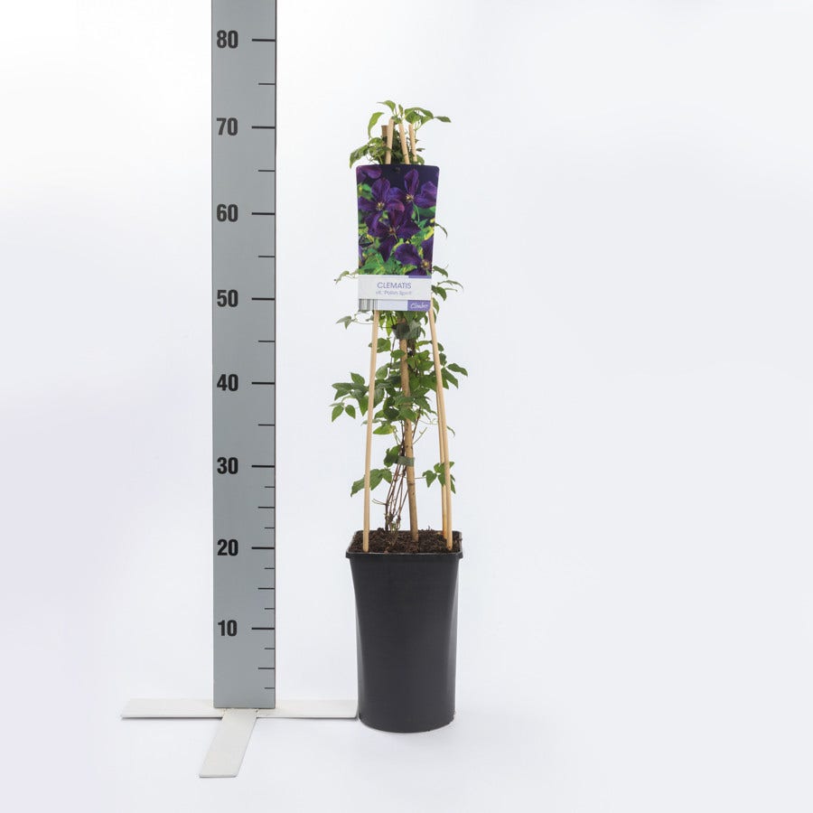 Bosrank (Clematis 'Polish Spirit')