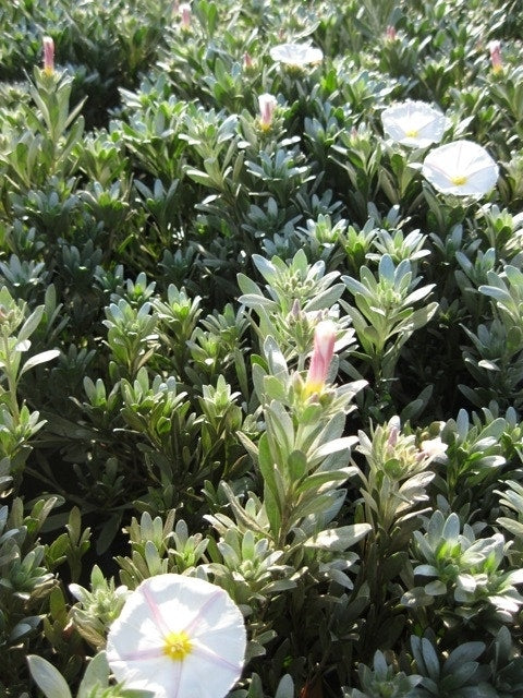 Zilverwinde (Convolvulus Cneorum )