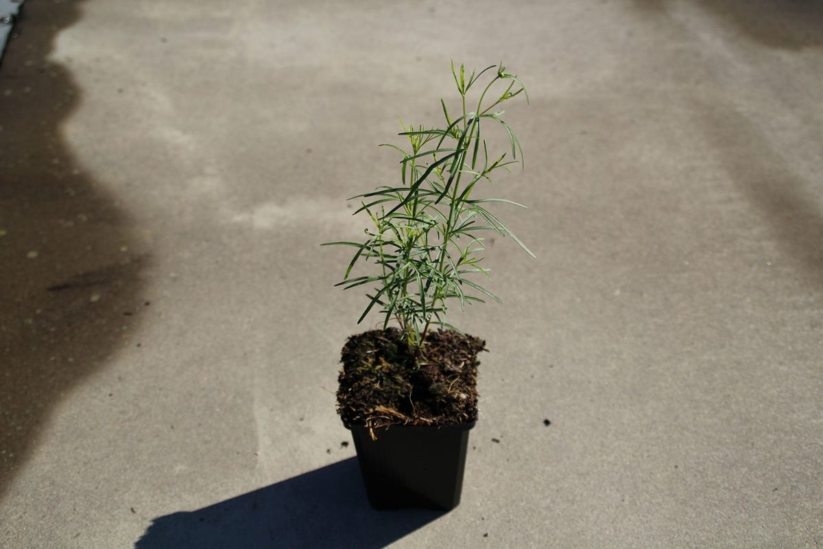 Meisjesogen (Coreopsis Verticillata)