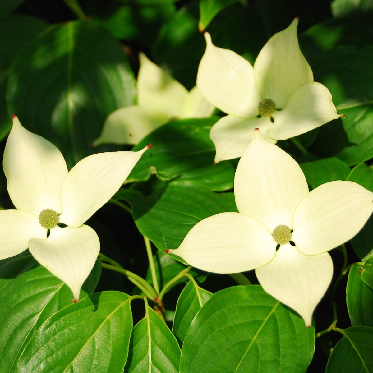 Kornoelje (Cornus Kousa 'China Girl')