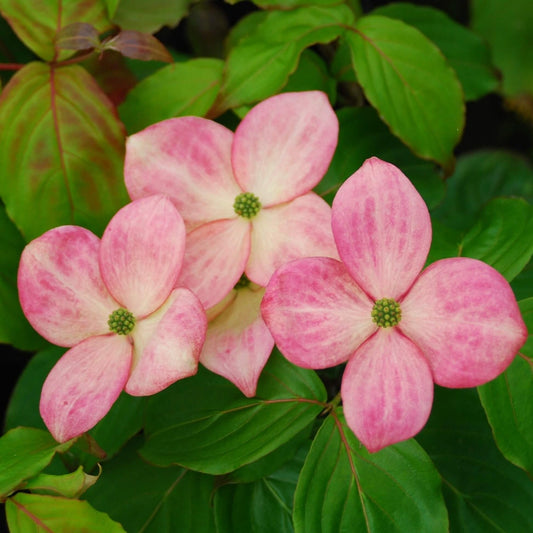 Kornoelje (Cornus Kousa 'Satomi')
