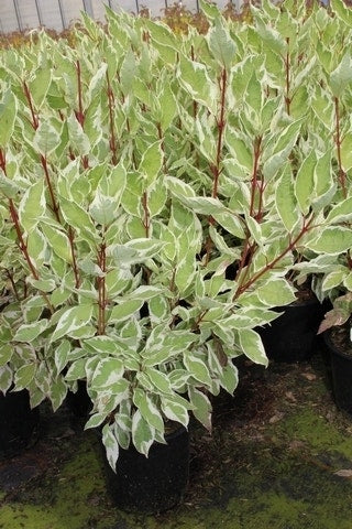 Bonte Kornoelje (Cornus Alba 'Elegantissima')
