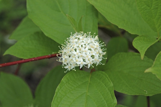 Reuzenkornoelje (Cornus Controversa)