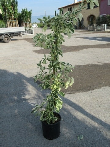 Kornoelje (Cornus Alternifolia 'Argentea')