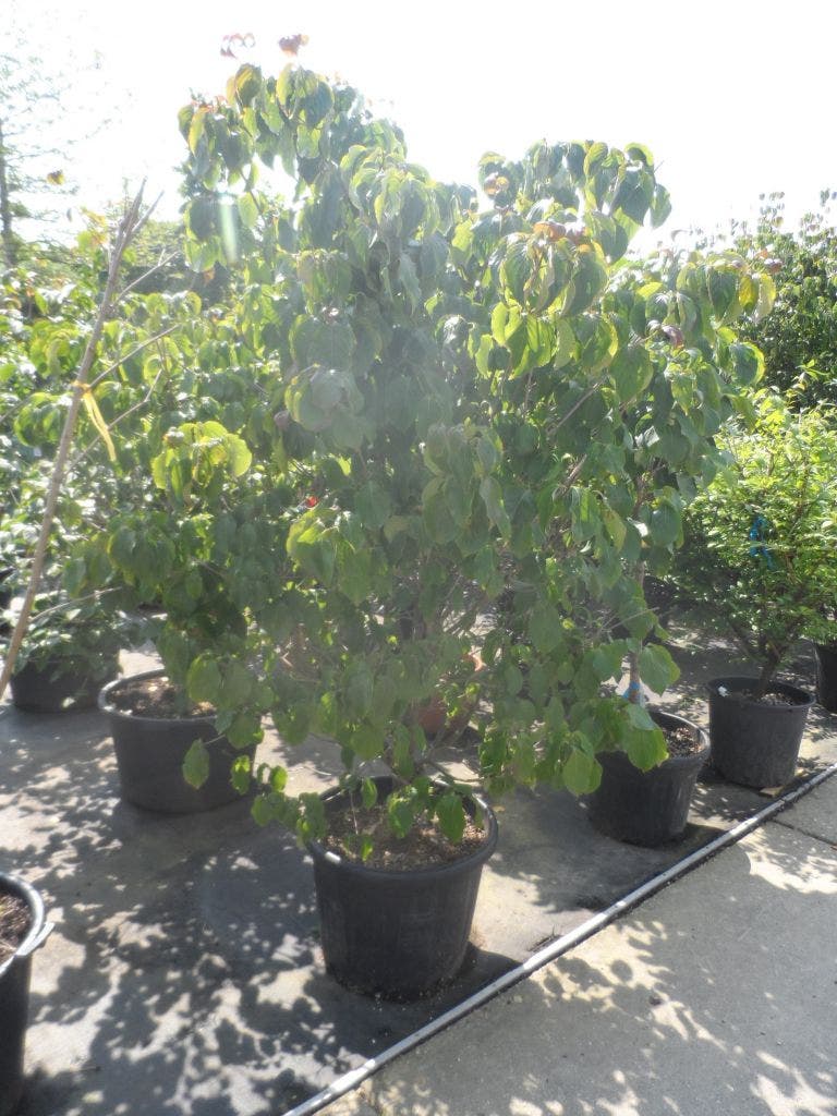 Japanse Kornoelje (Cornus Kousa)