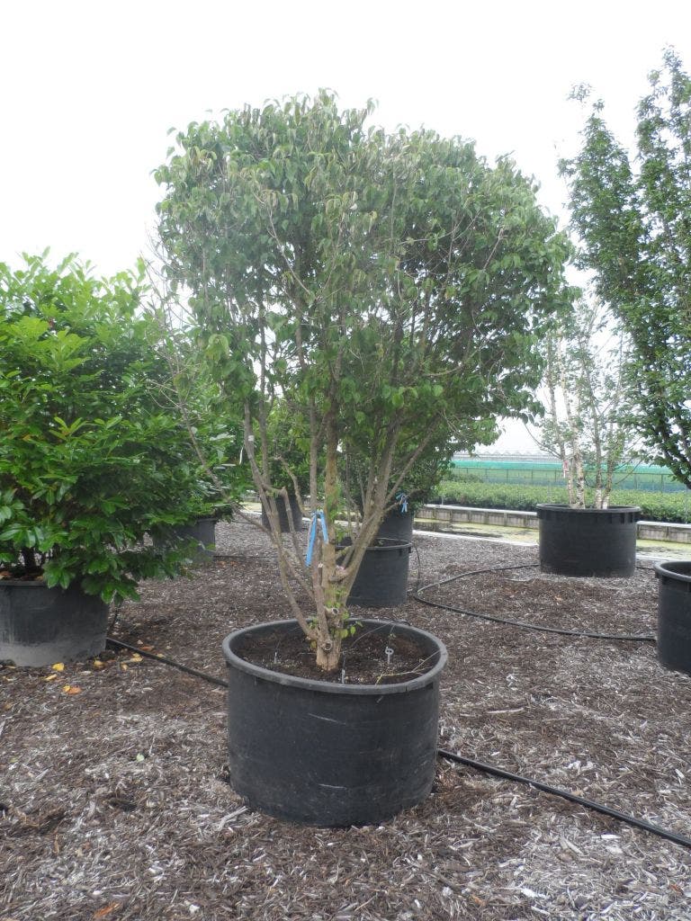 Gele Kornoelje (Cornus Mas)