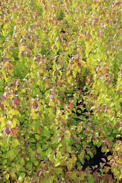 Kornoelje (Cornus Sanguinea 'Winter Beauty)