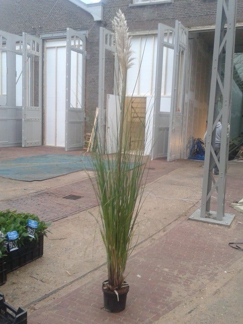 Pampasgras (Cortaderia Selloana 'Senior')