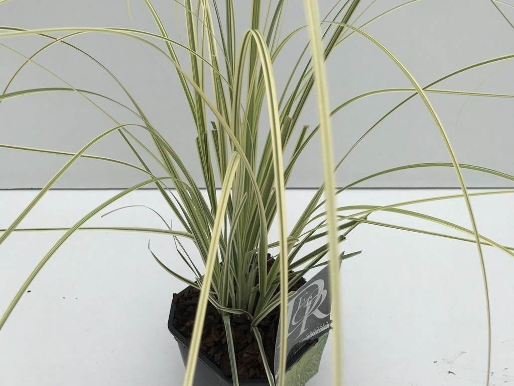 Pampasgras (Cortaderia Selloana 'Splendid Star')