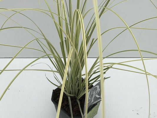 Pampasgras (Cortaderia Selloana 'Splendid Star')