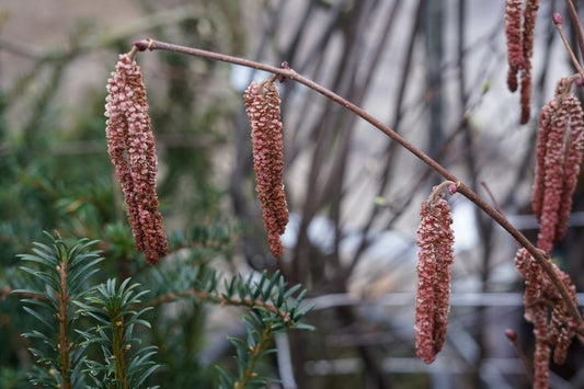 Hazelaar/Hazelnoot (Corylus Avellana 'Rode Zellernoot')