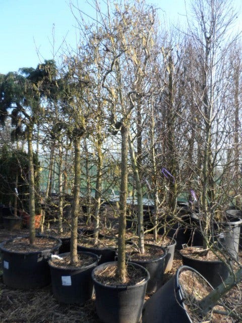 Kronkelhazelaar Als Boom (Corylus Avellana 'Contorta')