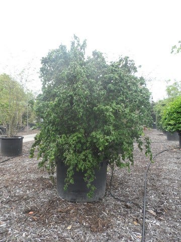 Kronkelhazelaar (Corylus Avellana 'Contorta')