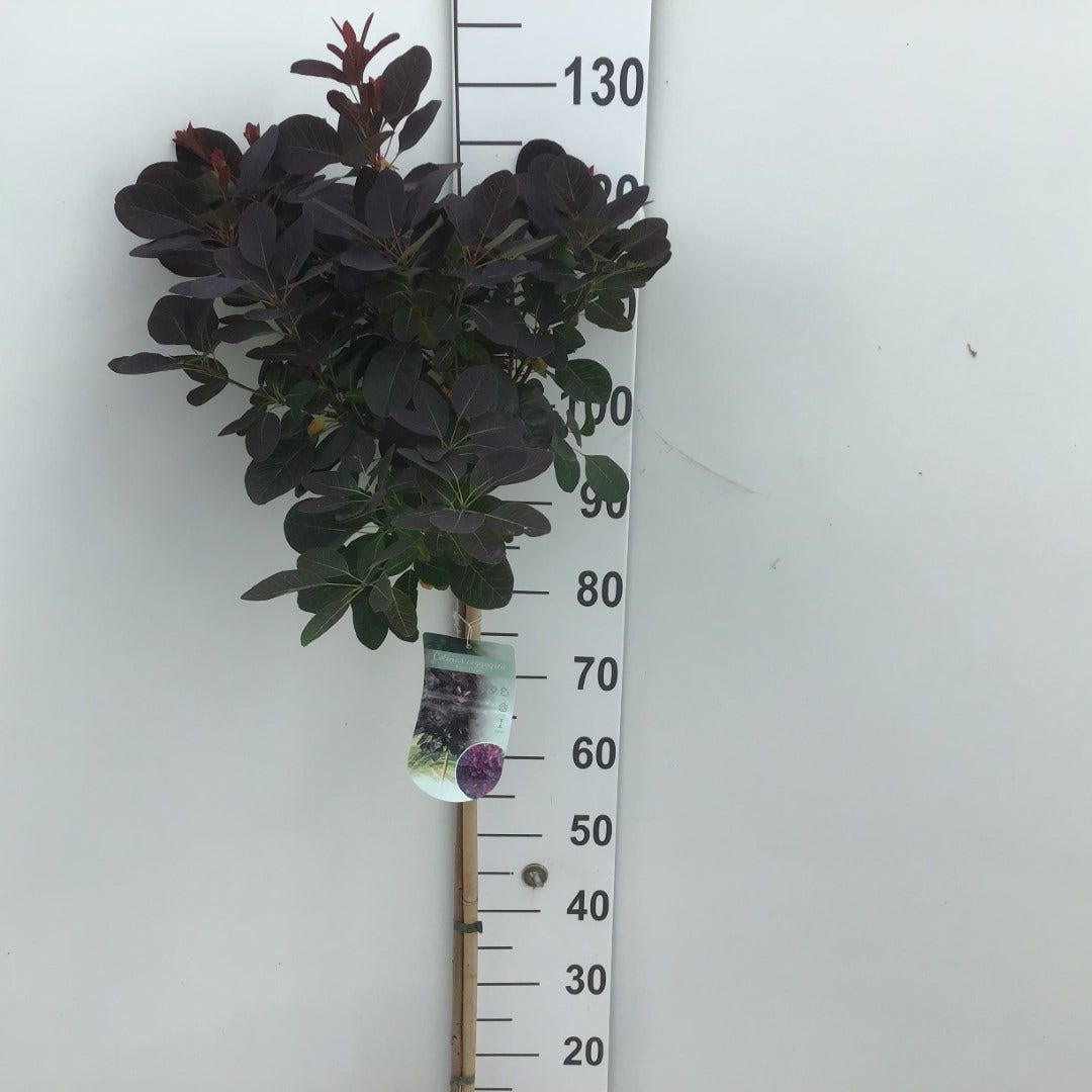 Pruikenboom Op Stam (Cotinus Coggygria 'Royal Purple' )