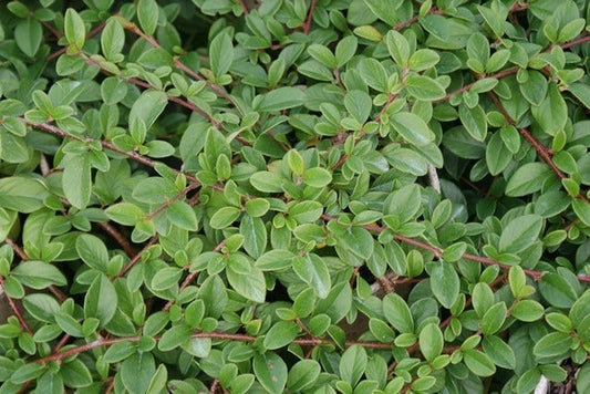 Dwergmispel (Cotoneaster Dammeri 'Major')
