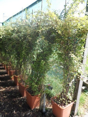 Dwergmispel (Cotoneaster Franchetii)