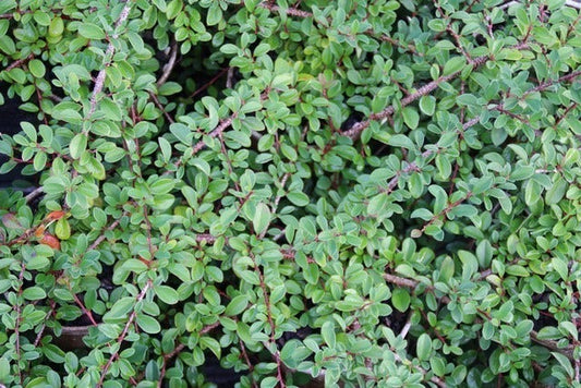 Dwergmispel (Cotoneaster Radicans 'Eichholz')