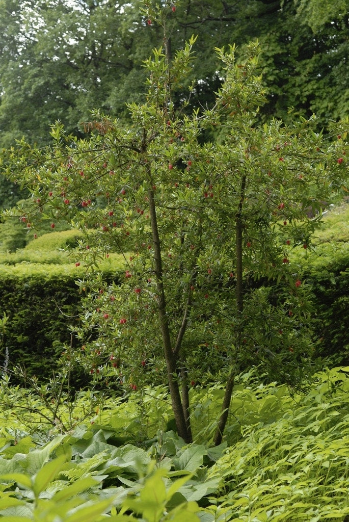 Chileense Lantaarnboom (Crinodendron Hookerianum)