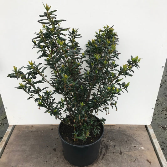 Chileense Lantaarnboom (Crinodendron Hookerianum)