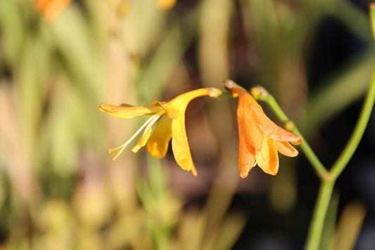 Montbretia (Crocosmia 'George Davidson')