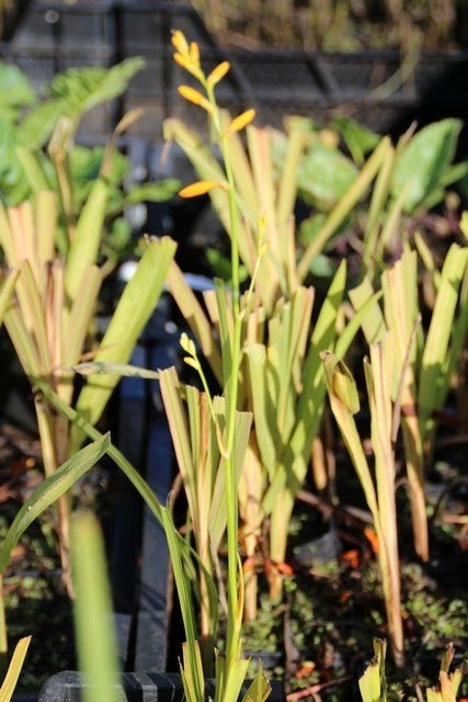 Montbretia (Crocosmia 'George Davidson')