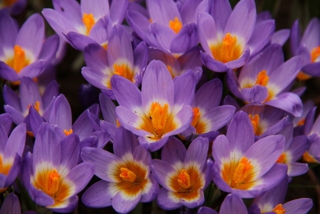 Krokus (Crocus Sieberi Subsp. Sublimis 'Tricolor')