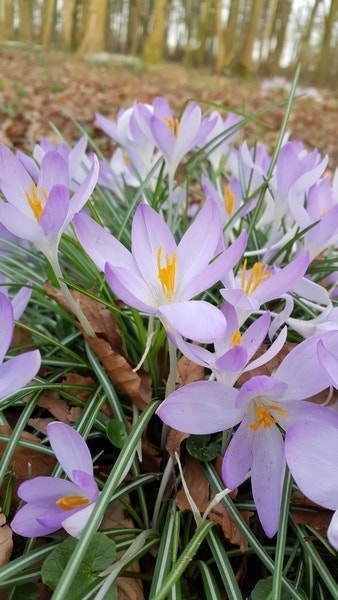 Krokus (Crocus Tommasinianus)