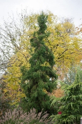 Sikkelden (Cryptomeria Japonica 'Rasen')