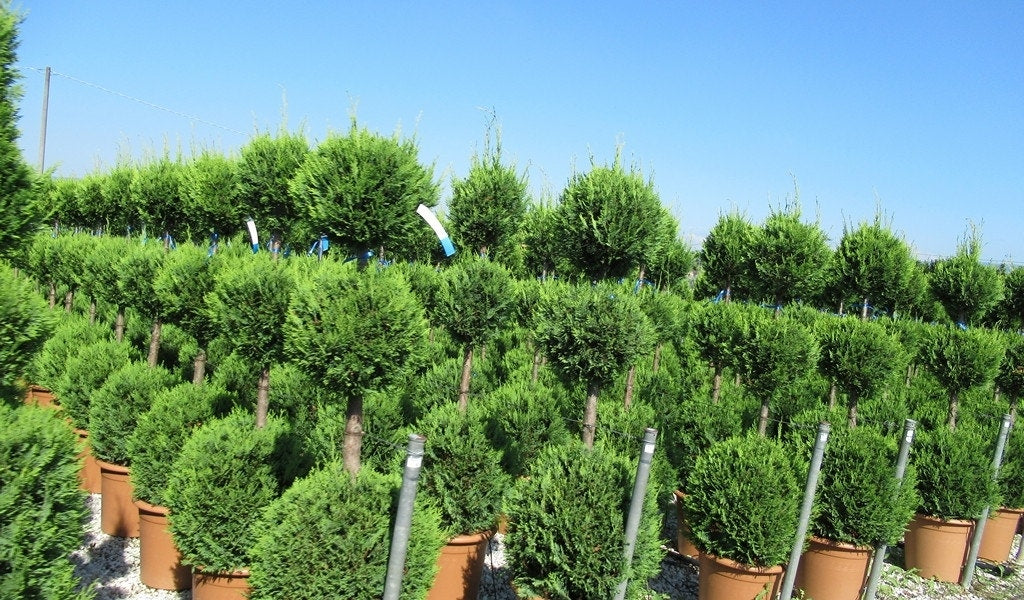 Cupressocyparis, Triobol (Cupressocyparis Leylandii 'Castlewellan Gold')