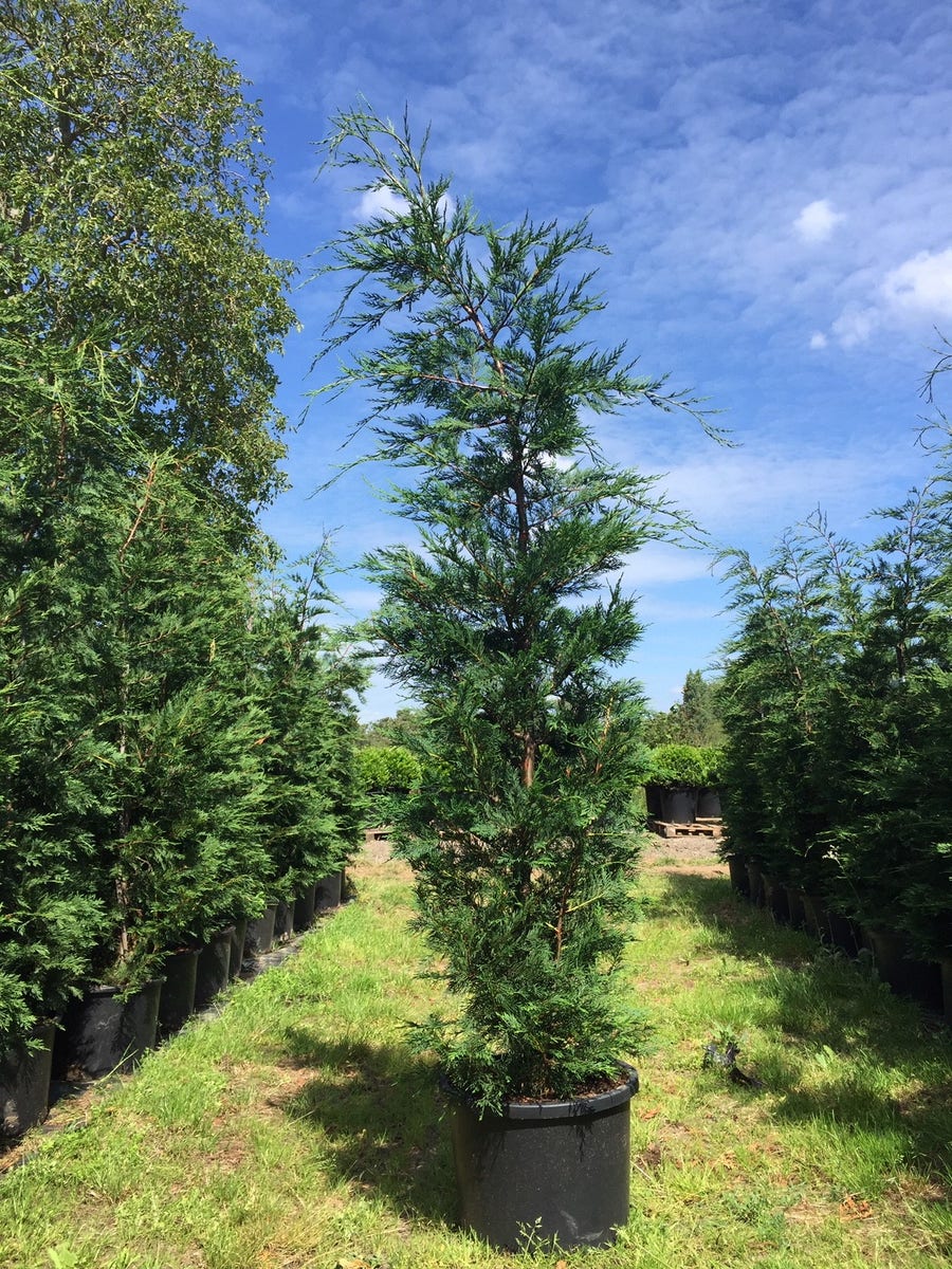Grote Snelgroeiende Conifeer (Cupressocyparis Leylandii)