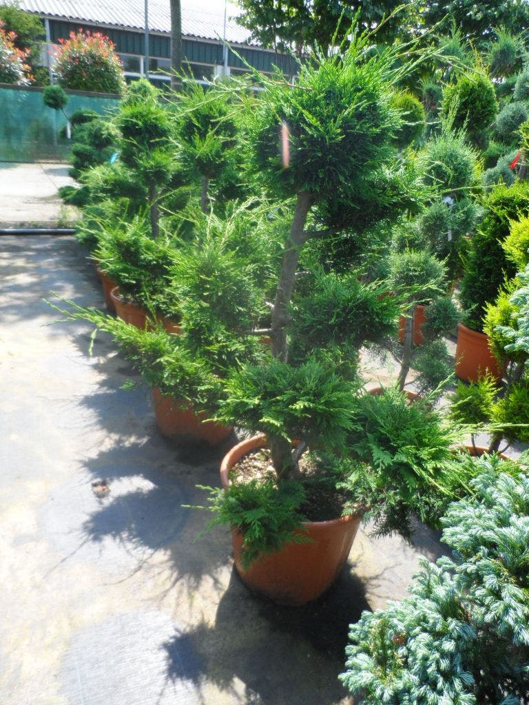 Cupressocyparis Als Pompon (Cupressocyparis Leylandii 'Castlewellan Gold' )