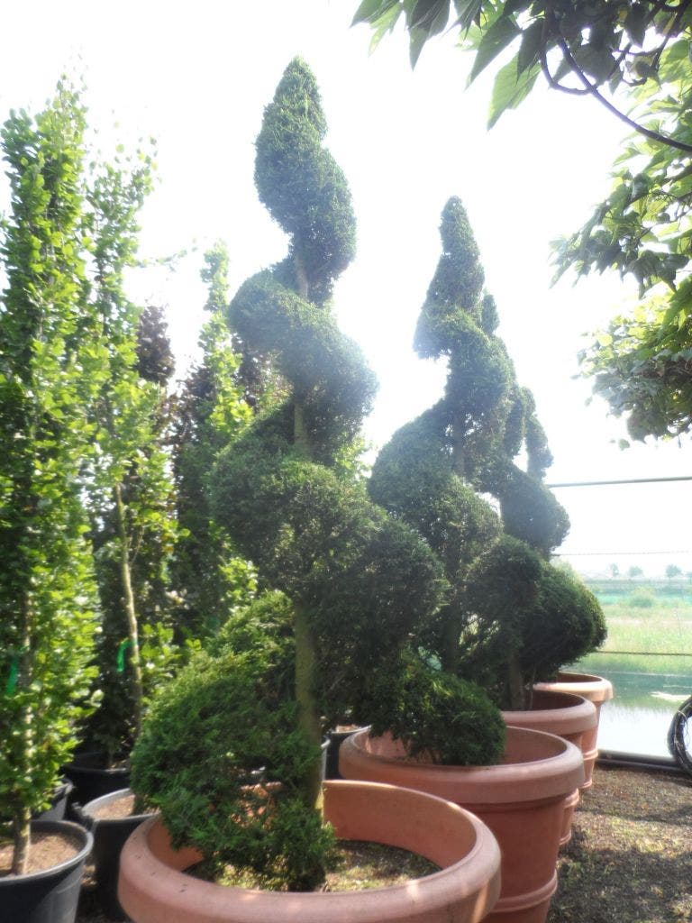 Leylandii Als Spiraal (Cupressocyparis Leylandii)