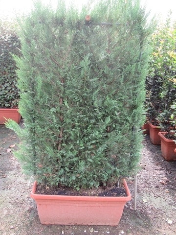 Conifeer Meeneemhaag (Cupressocyparis Leylandii)