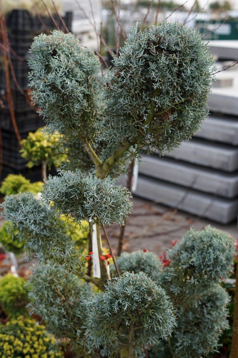 Cipres Als Pompon (Cupressus Arizonica 'Glauca')