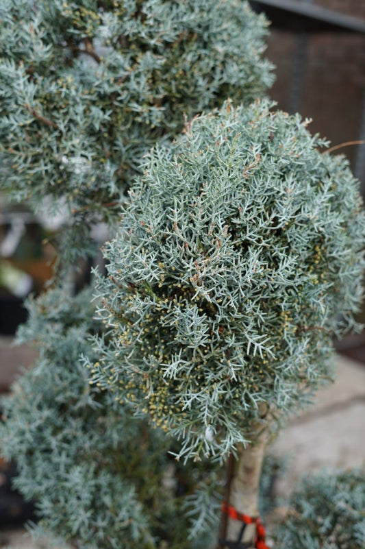 Cipres Als Pompon (Cupressus Arizonica 'Glauca')