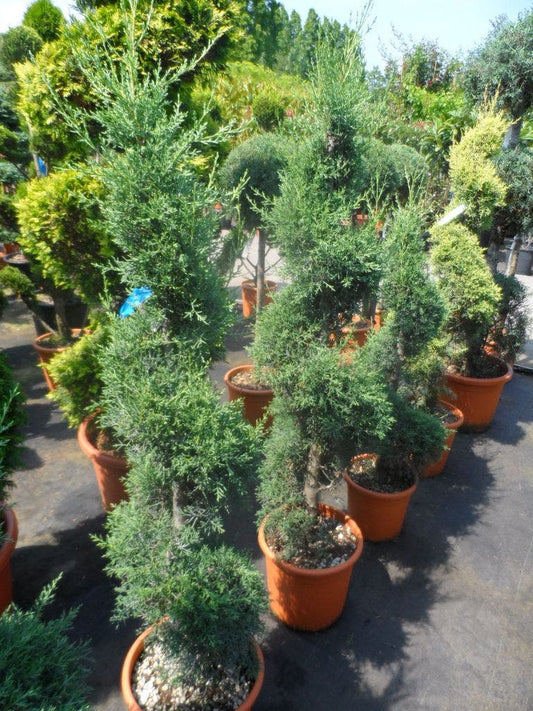 Cipres Als Spiraal (Cupressus Arizonica 'Glauca')