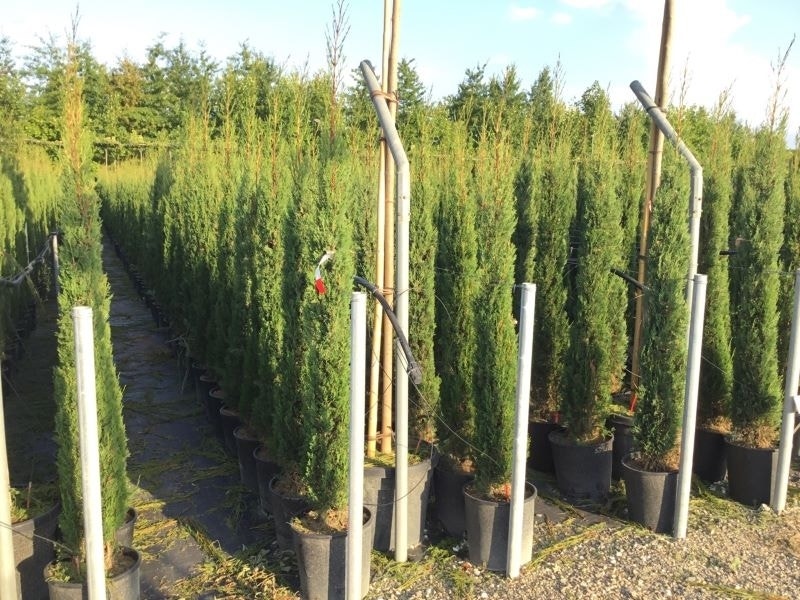 Italiaanse Cypres (Cupressus Sempervirens 'Stricta')