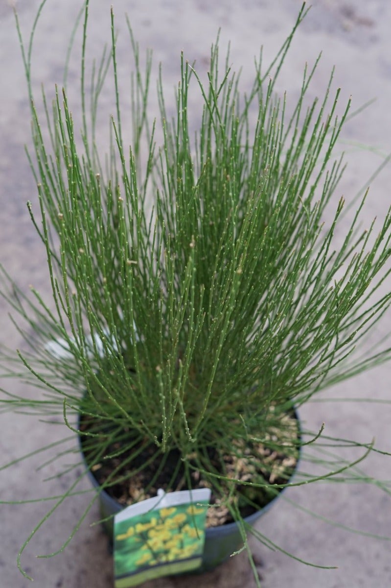Brem (Cytisus Praecox 'Allgold')