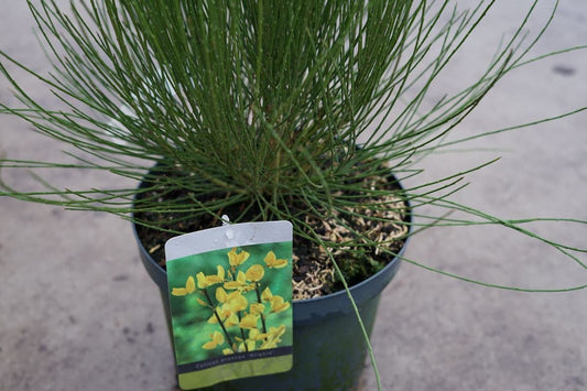 Brem (Cytisus Praecox 'Allgold')