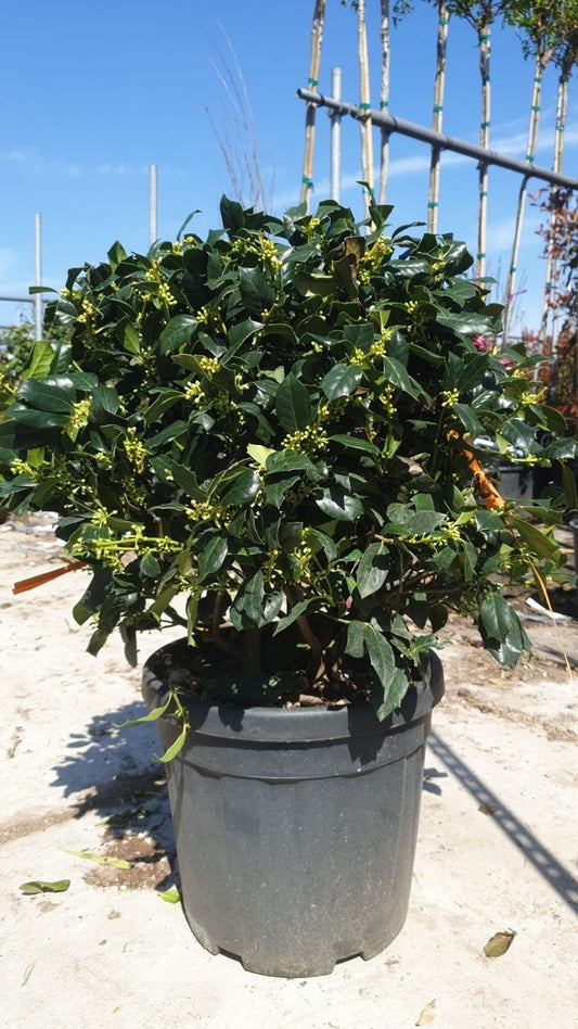 Amerikaanse Hulst Als Bol (Ilex 'Nellie R Stevens')