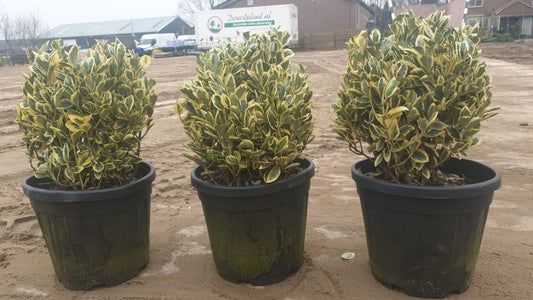 Kardinaalshoed Als Bol (Euonymus Japonicus 'Bravo')