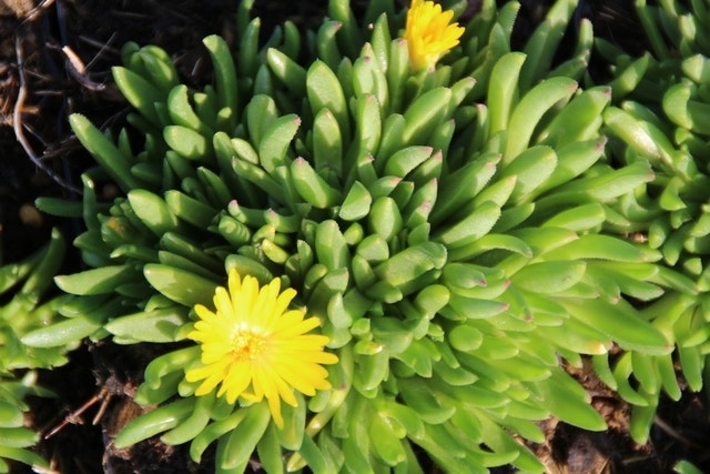 IJsbloem (Delosperma Congestum)