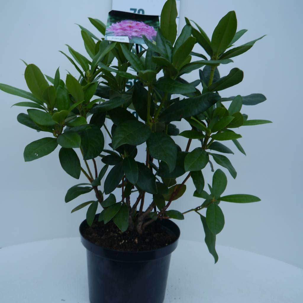 Rhododendron (Rhododendron 'Delta')