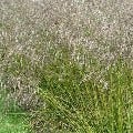 Smele (Deschampsia Cespitosa 'Tardiflora')