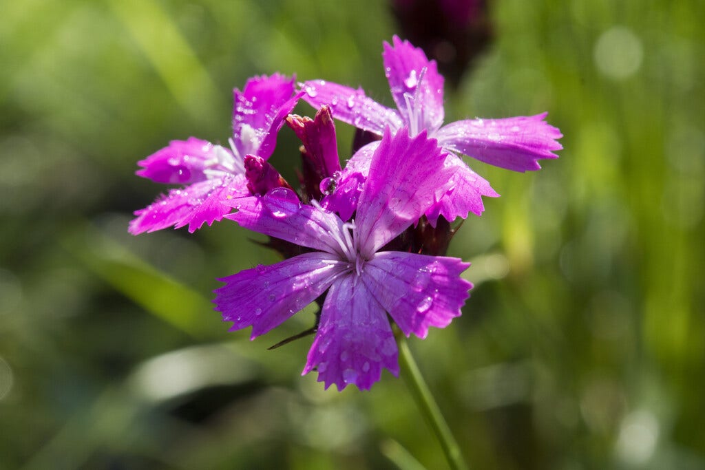 Kartuizer Anjer (Dianthus Carthusianorum) BIO