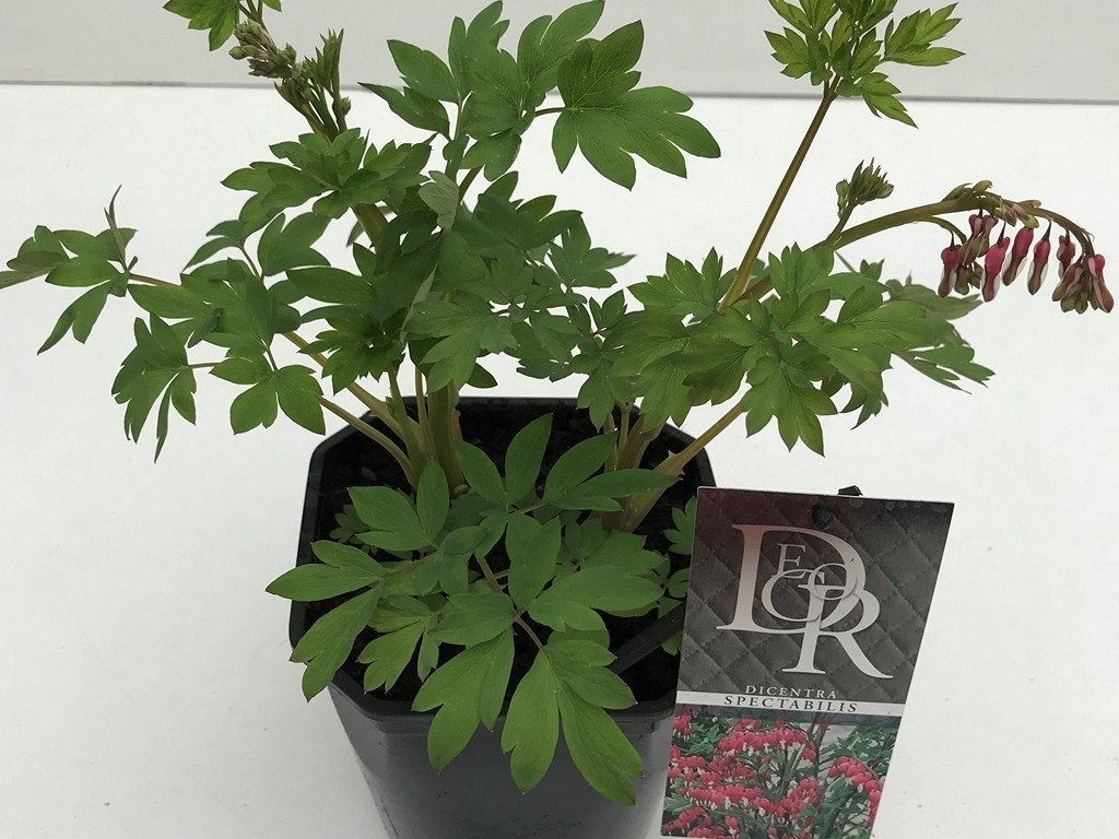 Gebroken Hartjes (Dicentra Spectabilis)