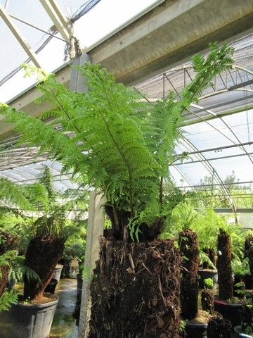 Boomvaren (Dicksonia Antarctica)